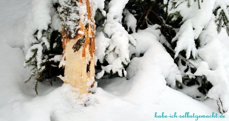 Winterwandern Goldsteig - Baum mit Biberspuren