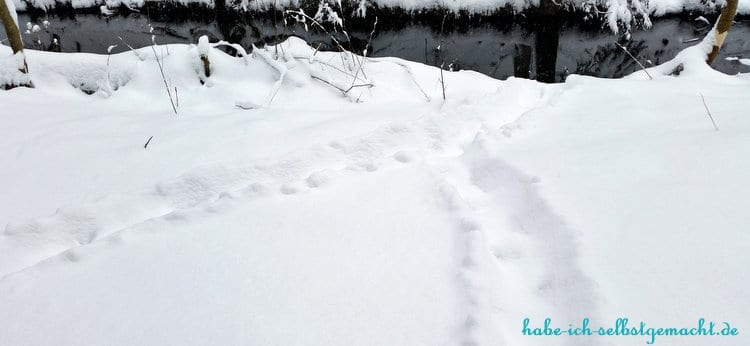 Winterwandern Goldsteig - Biber Spuren im Schnee